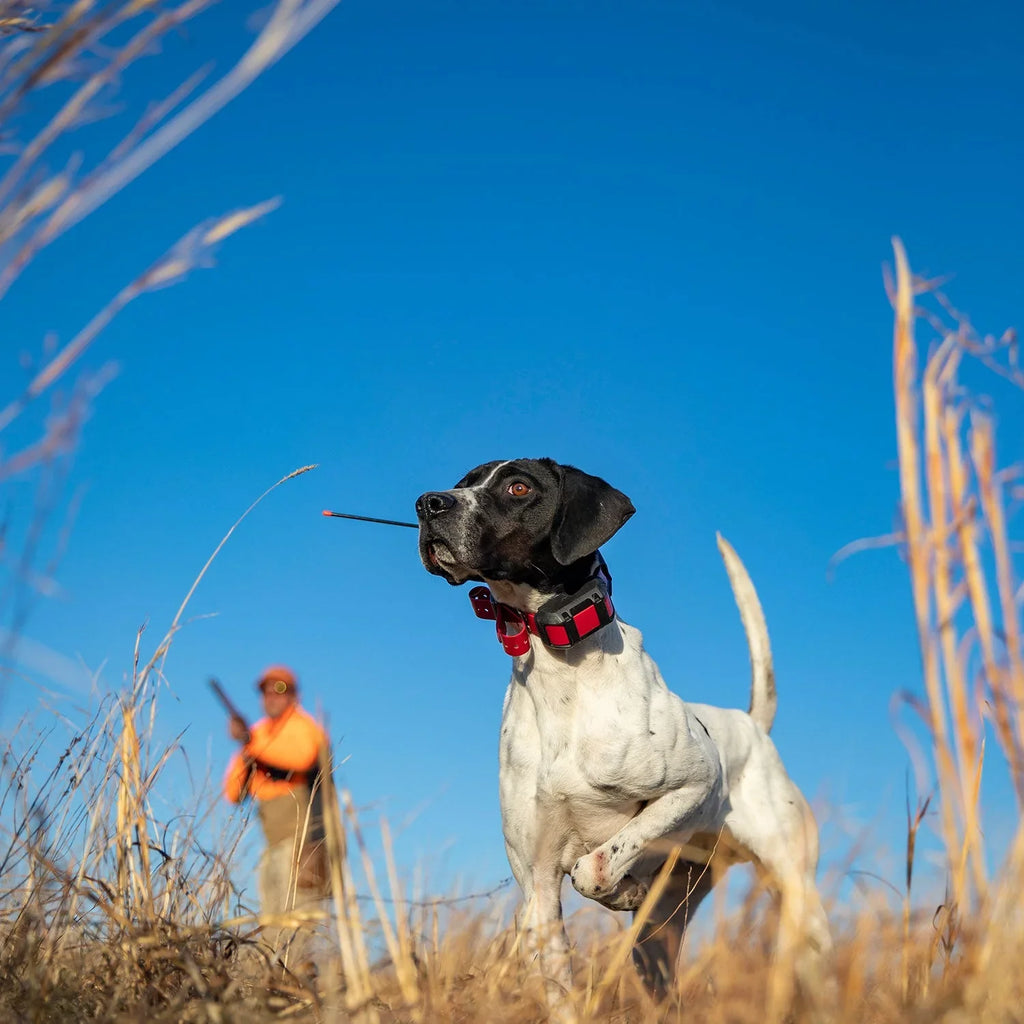 Garmin Alpha 300i (Garmin Alpha TT 15X Dog Collar Bundle) Dog Tracker Handheld Featuring inReach SOS Messaging