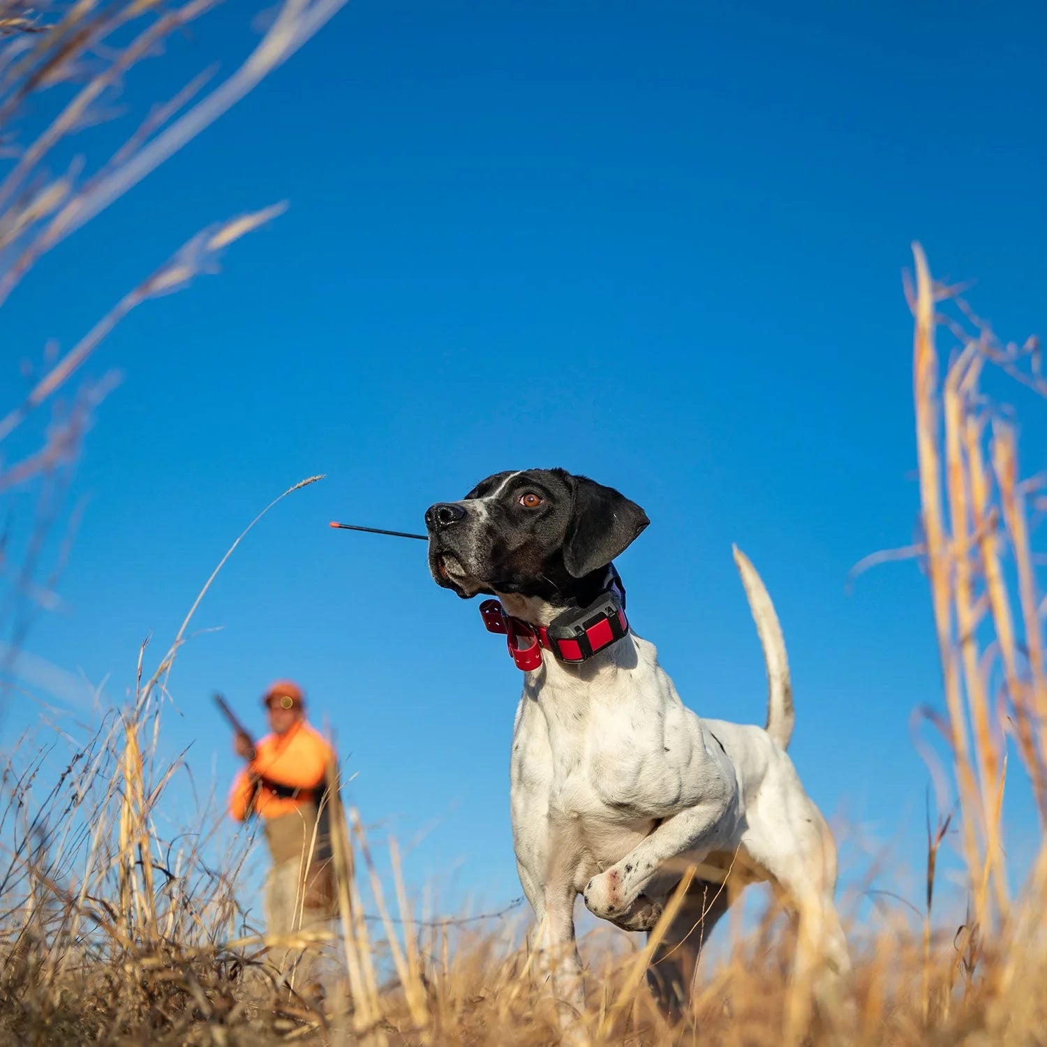 Garmin Alpha 300i (Garmin Alpha TT 15X Dog Collar Bundle) Dog Tracker Handheld Featuring inReach SOS Messaging