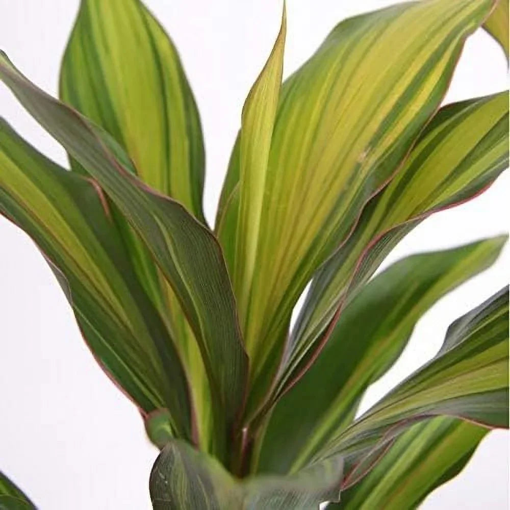 Cordyline Kiwi Ti Plant - Live Plant in an 10 Inch Growers Pot - Cordyline Fruticosa 'Kiwi' - Florist Standard Beautiful Indoor Outdoor Air Purifying Houseplant