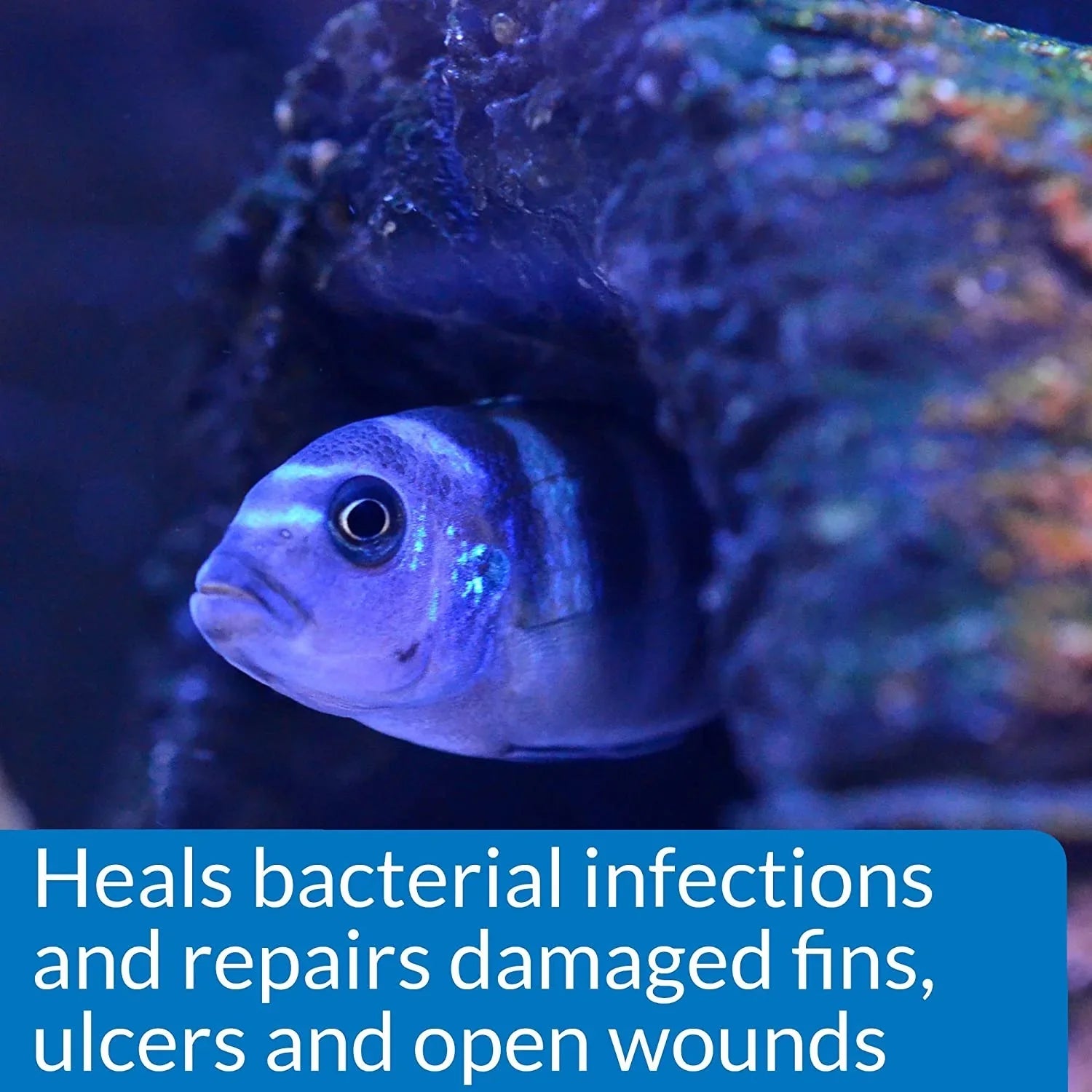 API MelaFix Treats Bacterial Infections for Freshwater and Saltwater Aquarium Fish [Aquarium Bacteria and Fungus Care, Aquarium Supplies] 32 oz (4 x 8 oz)