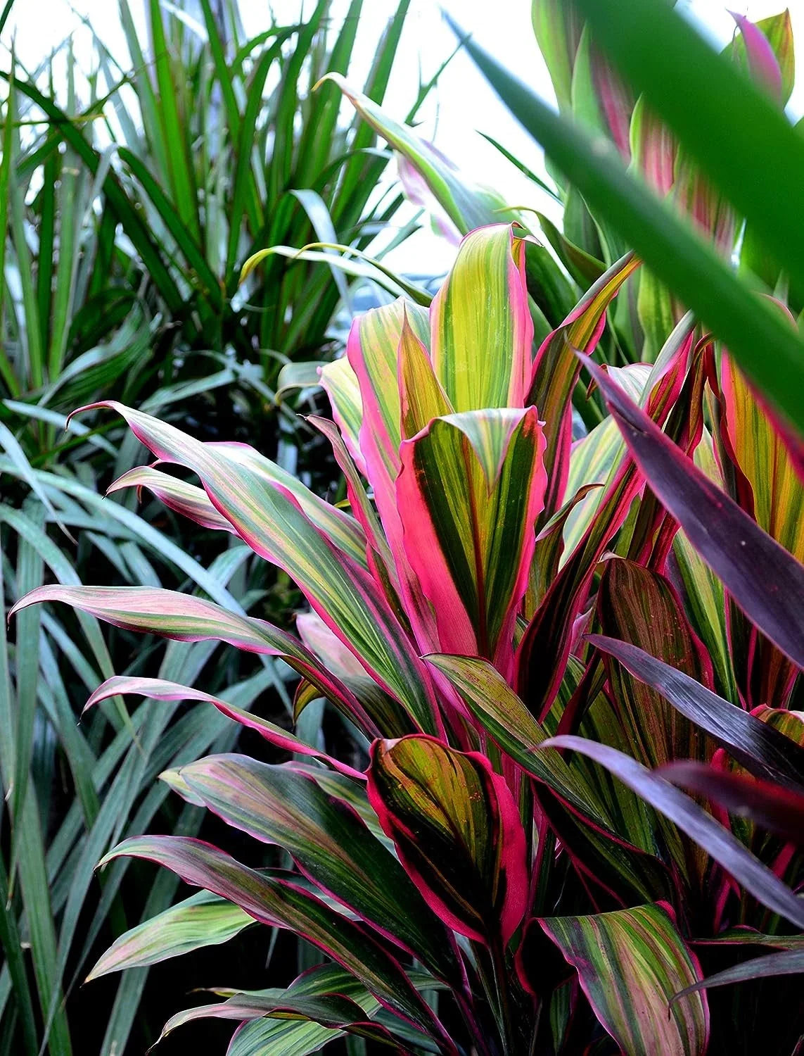 Cordyline Kiwi Ti Plant - Live Plant in an 10 Inch Growers Pot - Cordyline Fruticosa 'Kiwi' - Florist Standard Beautiful Indoor Outdoor Air Purifying Houseplant