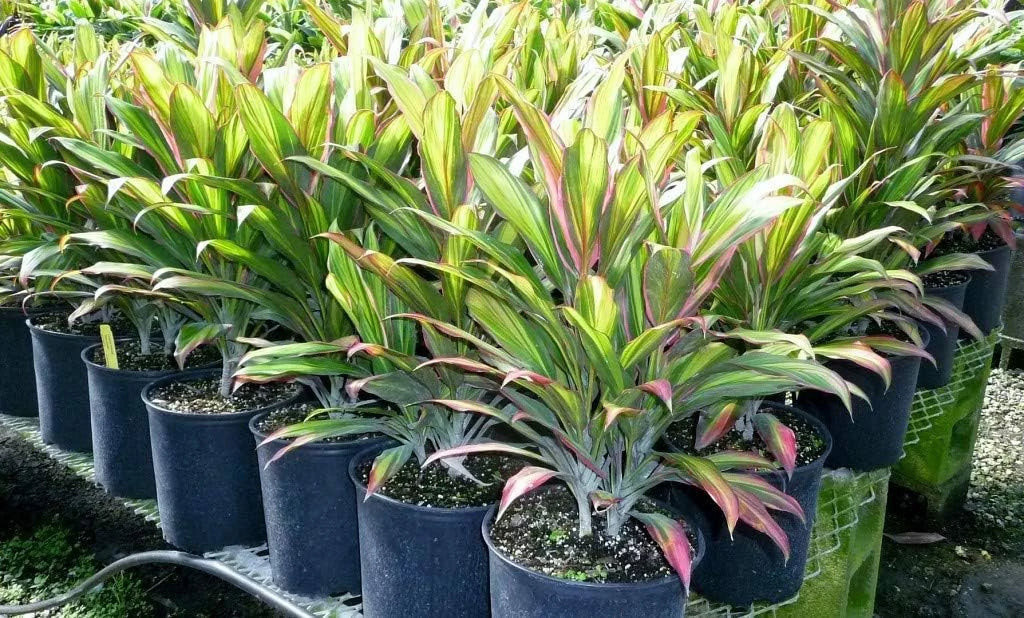 Cordyline Kiwi Ti Plant - Live Plant in an 10 Inch Growers Pot - Cordyline Fruticosa 'Kiwi' - Florist Standard Beautiful Indoor Outdoor Air Purifying Houseplant
