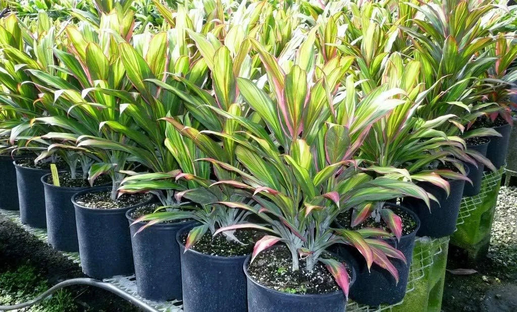 Cordyline Kiwi Ti Plant - Live Plant in an 10 Inch Growers Pot - Cordyline Fruticosa 'Kiwi' - Florist Standard Beautiful Indoor Outdoor Air Purifying Houseplant