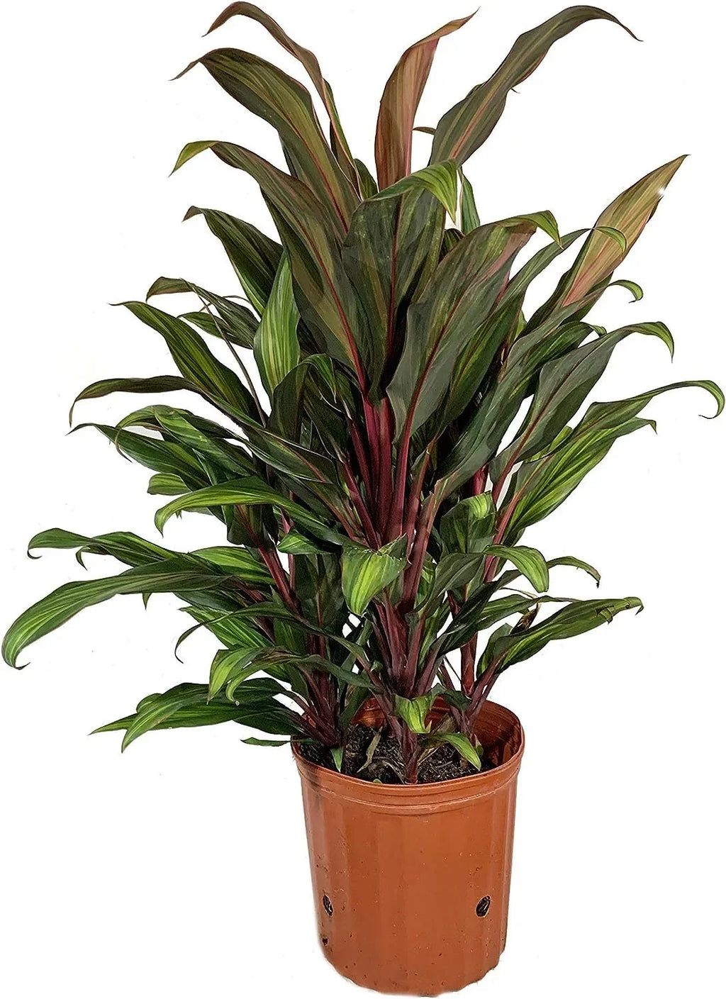 Cordyline Kiwi Ti Plant - Live Plant in an 10 Inch Growers Pot - Cordyline Fruticosa 'Kiwi' - Florist Standard Beautiful Indoor Outdoor Air Purifying Houseplant