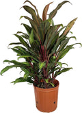 Cordyline Kiwi Ti Plant - Live Plant in an 10 Inch Growers Pot - Cordyline Fruticosa 'Kiwi' - Florist Standard Beautiful Indoor Outdoor Air Purifying Houseplant