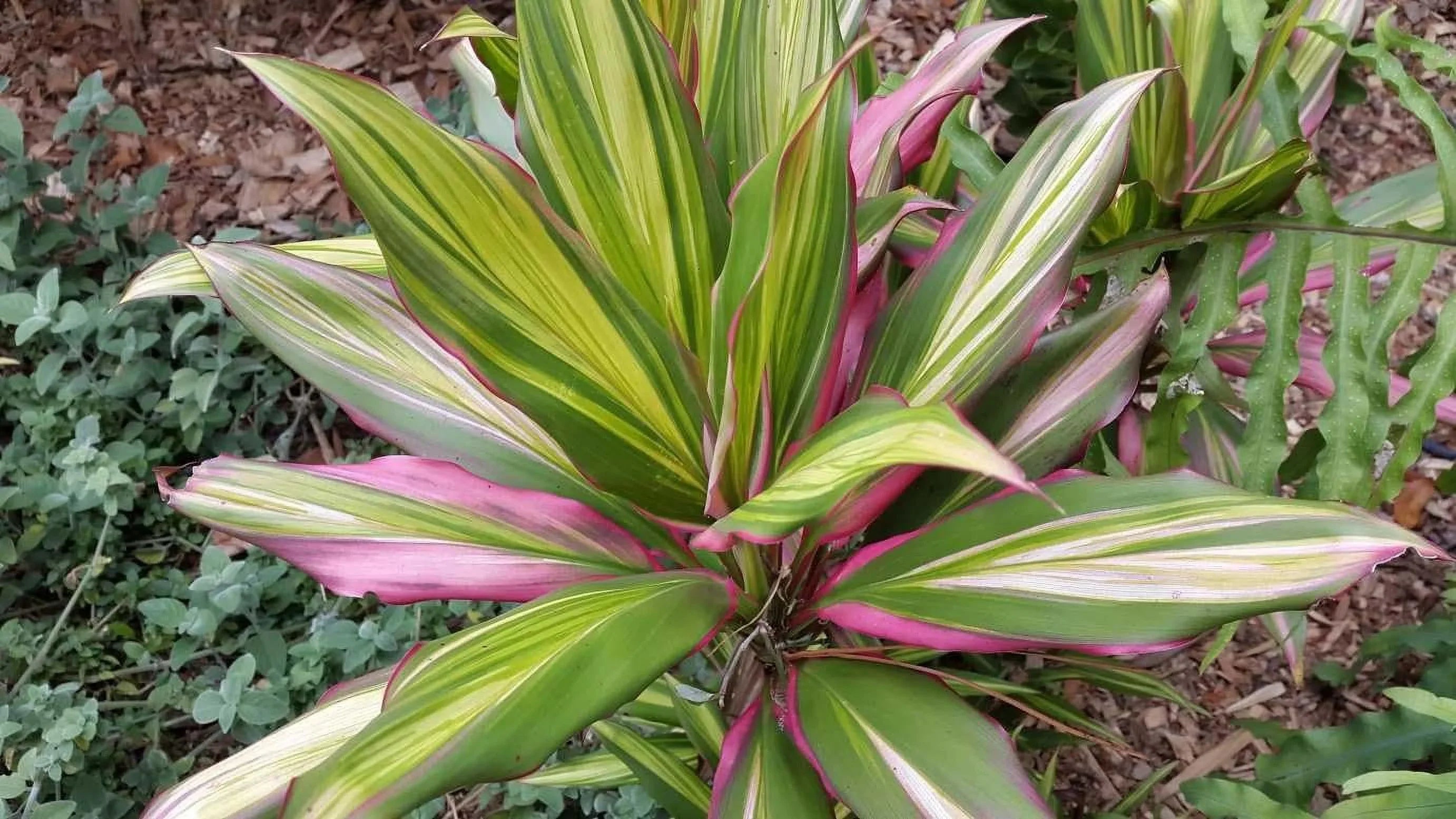 Cordyline Kiwi Ti Plant - Live Plant in an 10 Inch Growers Pot - Cordyline Fruticosa 'Kiwi' - Florist Standard Beautiful Indoor Outdoor Air Purifying Houseplant